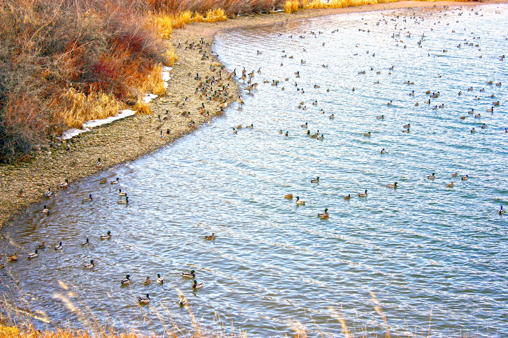 bighorn-river-mt-ducks.webp