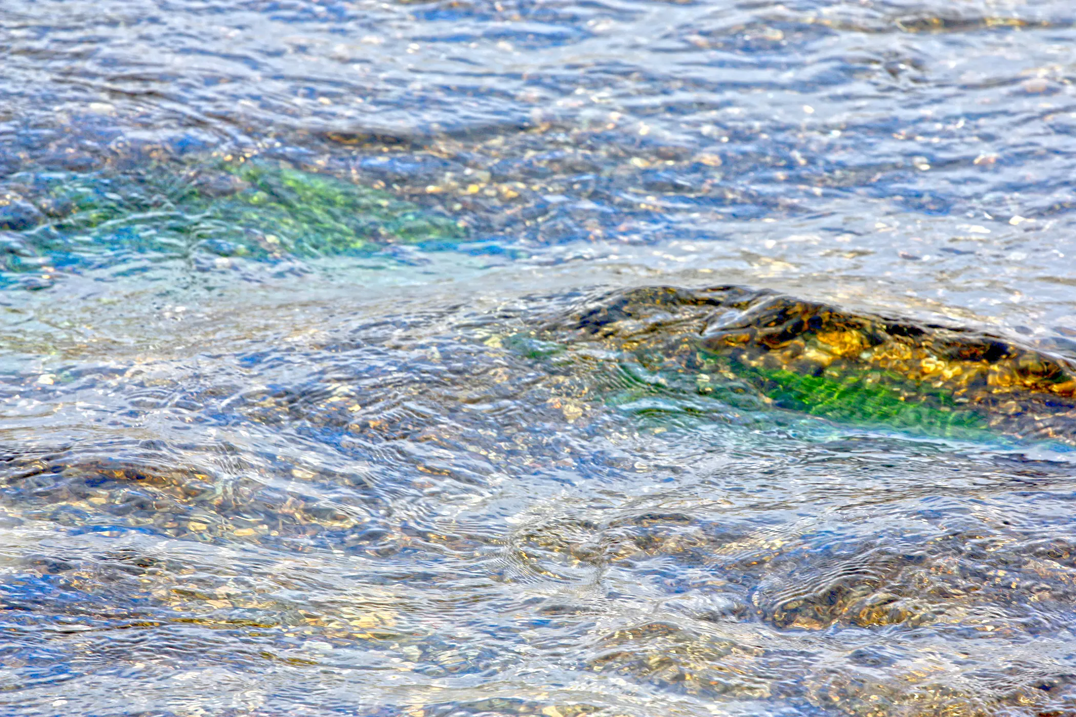 bighorn-river-algea-water.webp