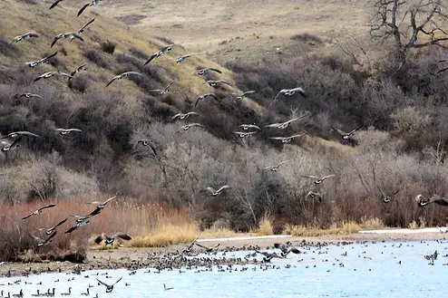 bighorn-river-mt-geese-taking-off.webp