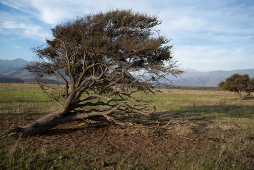 Árbol de espino acostado por la fuerza del viento