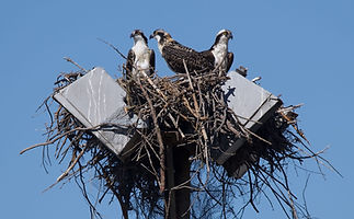 Ospreys-nest.jpeg