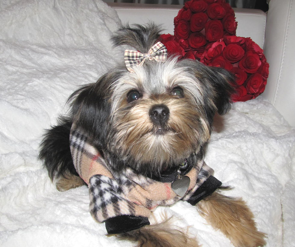 Thumbnail: Tartan Plaid Fleece Dog Hoodie