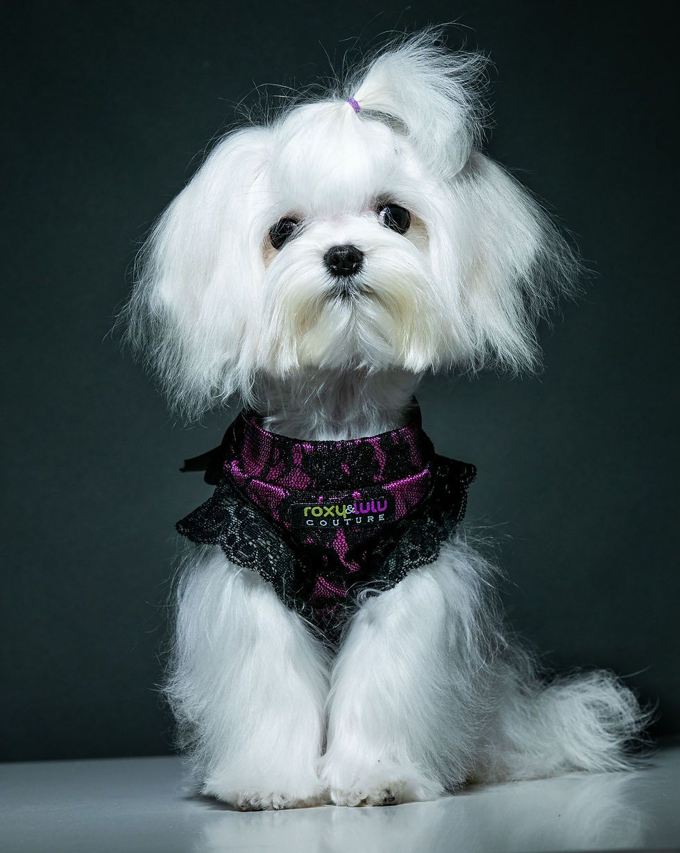 Thumbnail: Magenta Lace Dog Tank