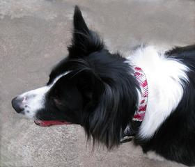 Thumbnail: Pink Camouflage Crystal Dog Collar