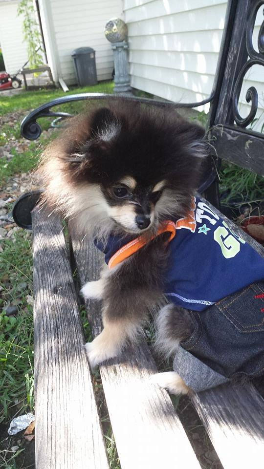 Thumbnail: Dark Indigo Dog Jeans