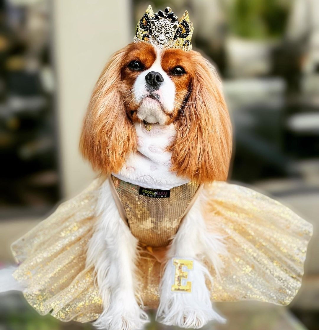 Gold Sequin Tutu Dog Dress