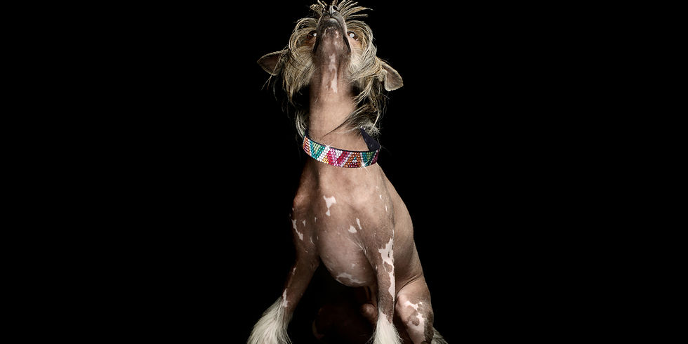 chinese_crested_retroglam.jpg