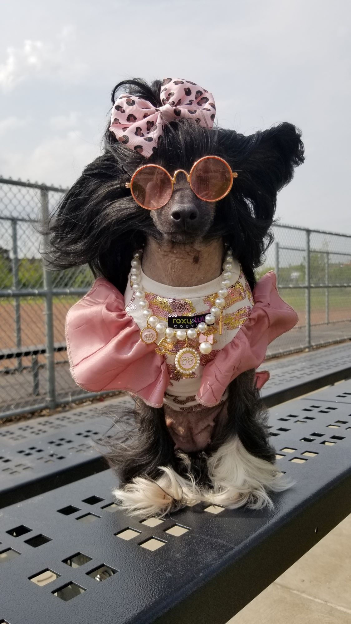Sequin Flutter Sleeve Dog Tee