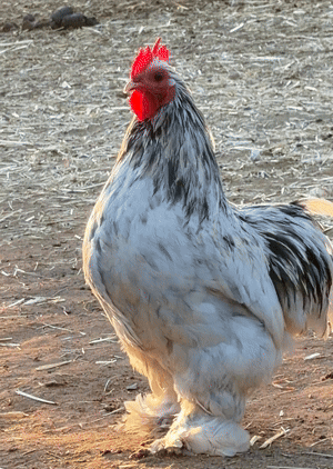 IMG_2089.gif