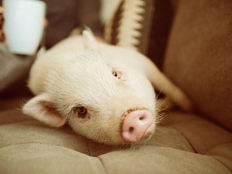 Do mini pigs get lonely?