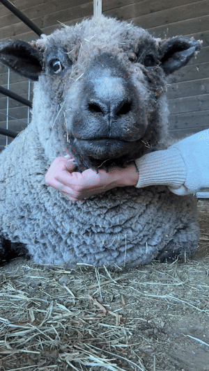 IMG_2722.gif