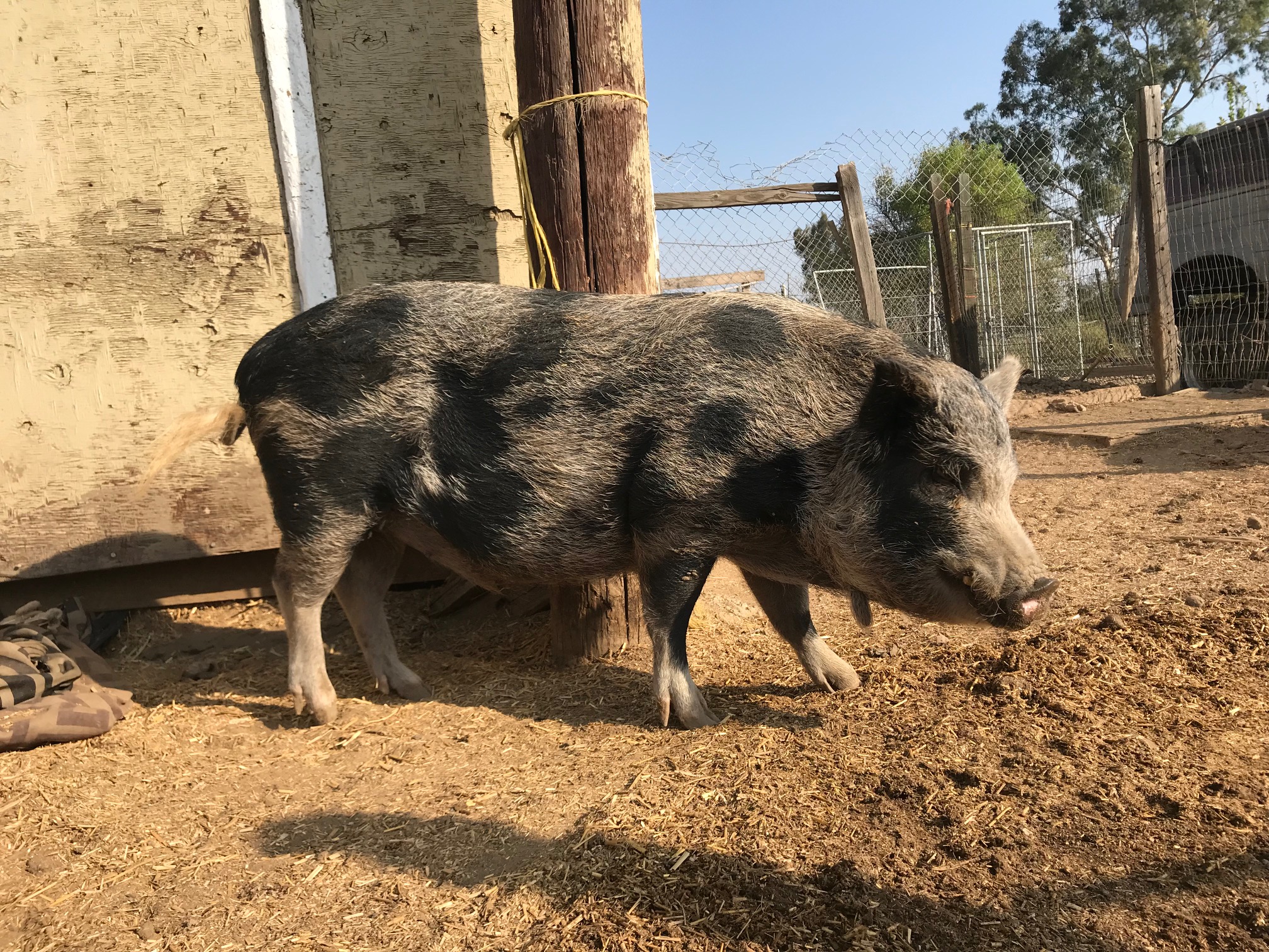 Adopt a mini pig in california united states