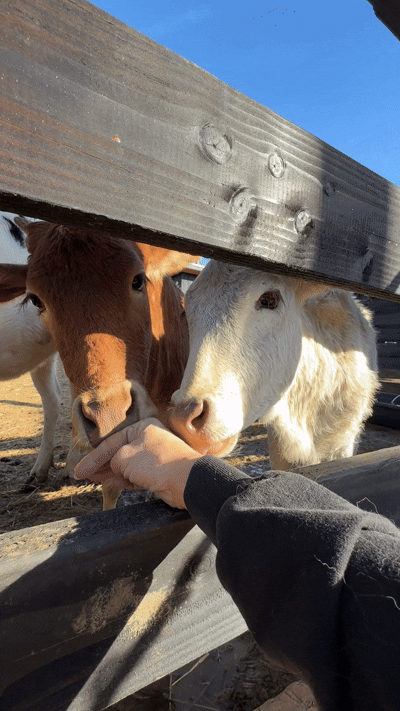 IMG_5100 4.gif
