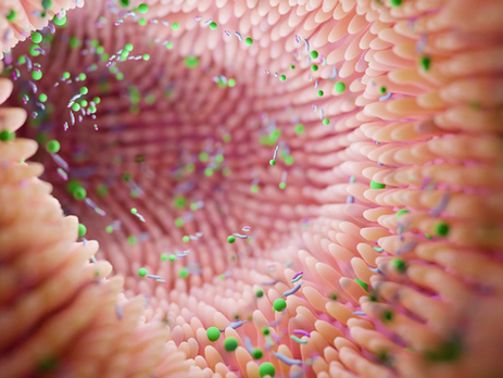 The Gut Microbiome's Role in Estrogen Balance: What You Need to Know
