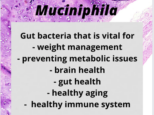 Why you want Akkermansia Muciniphila in your Gut