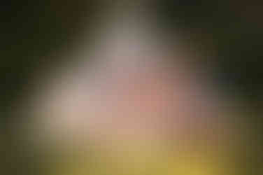 Cake smash session for a family of four in a park