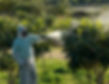 Man spraying trees for pests