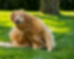 dog with flees