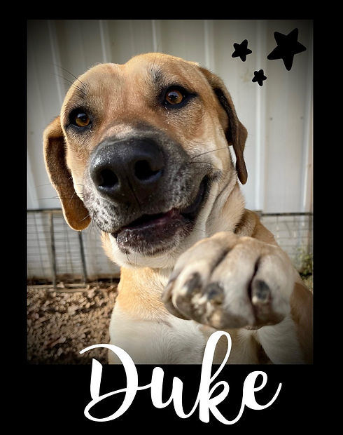 Duke 1.jpeg