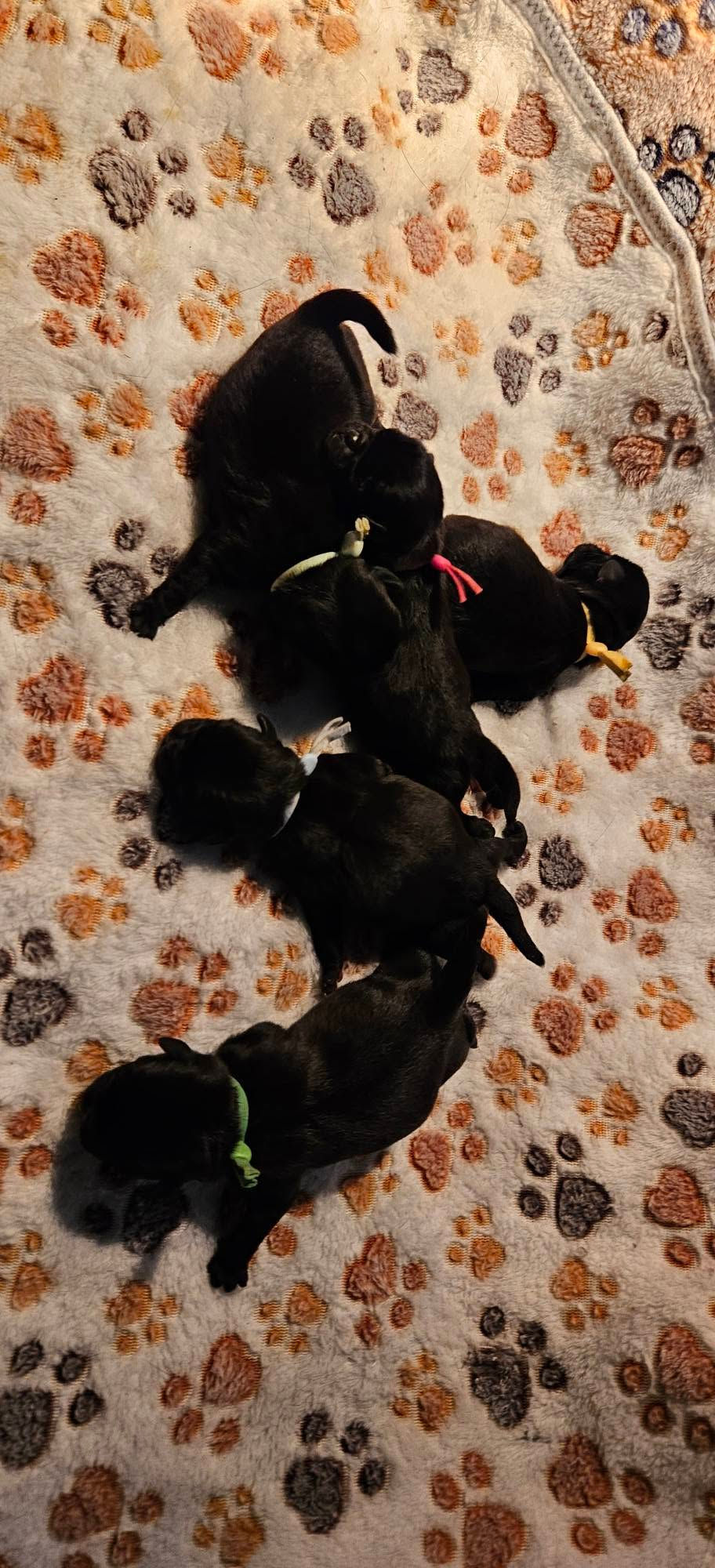 PUG Puppies 2 Girls - 3 Boys