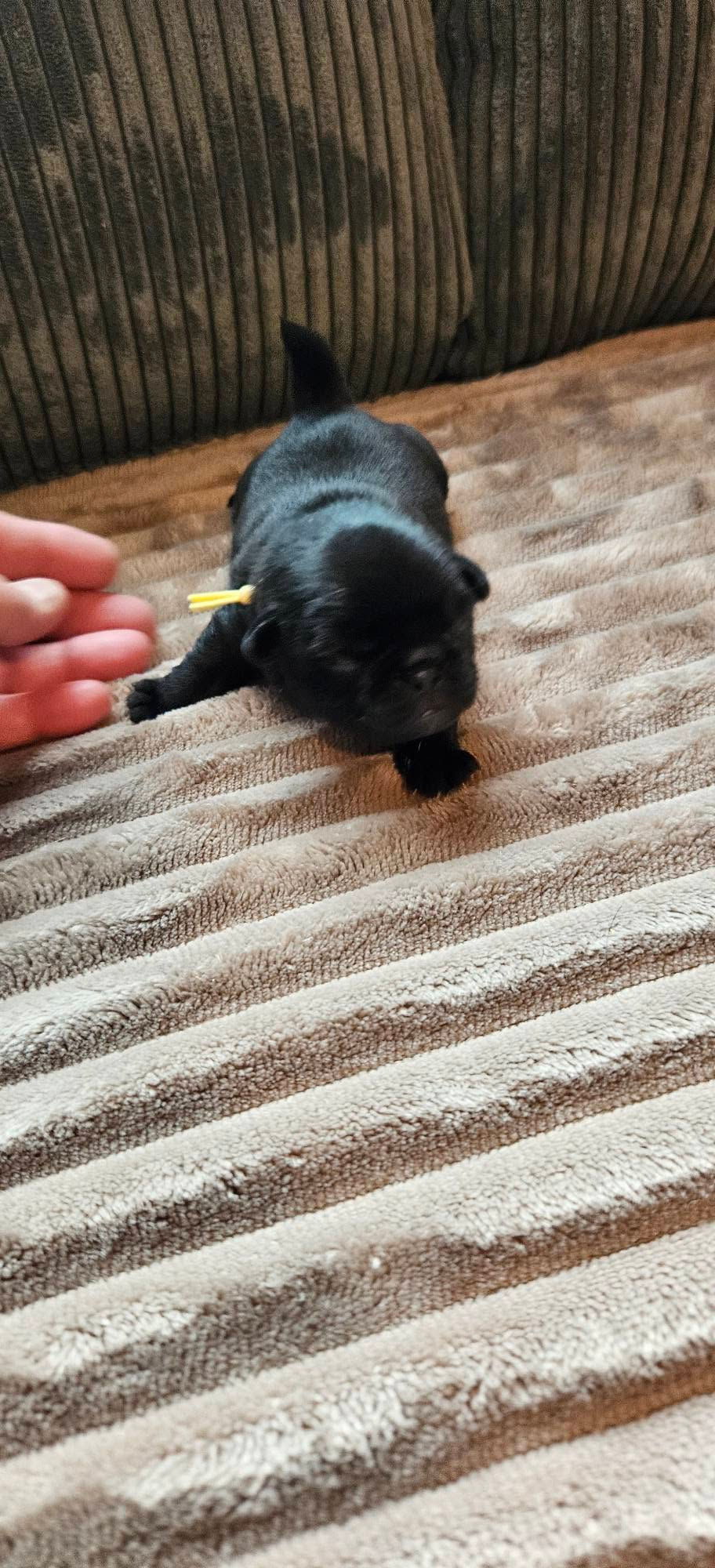 Thumbnail: Yellow Collar Male PUG