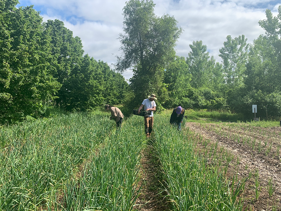 Lancement des mercredis bénévoles à la microferme – 6 mai