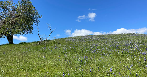 Oak tree on hill with wildflowers at Solomon Hills