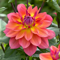 Dahlia Firepot