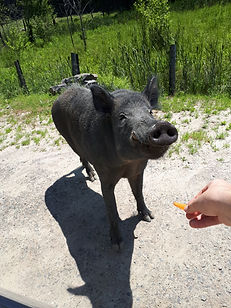 20180719_133619.jpg