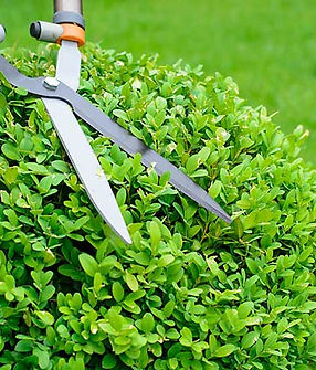 professional-bush-trimming-lawn-services.jpg