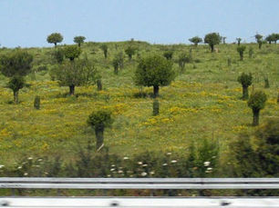Umm al-Zinat