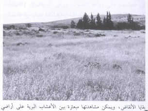 'Arab al-Bawati