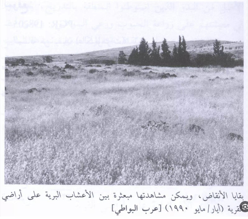 عرب البواطي