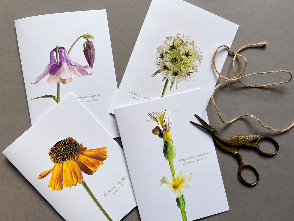Thumbnail: Scabiosa stellata, Aquilegia vulgaris, Sisyrinchium striatum and Helenium 'Wyndley' garden flower photography greeting cards