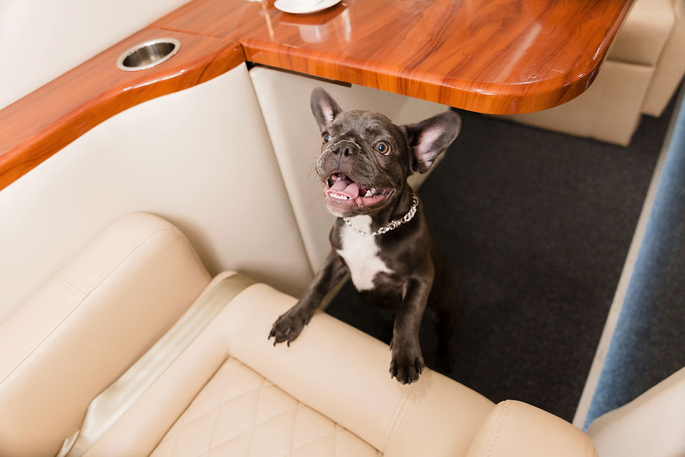 Gray French Bulldog stands on beige leather seat, looking excited next to a wooden table on a carpeted floor.