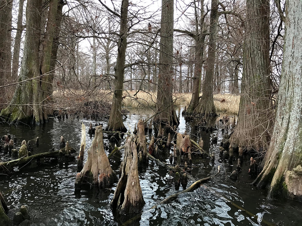 Reelfoot Lake State Park's Eagle Festival