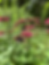 Two dark butterflies feed at fuschia-colored flowers in Big Cypress Tree State Park in Tennessee