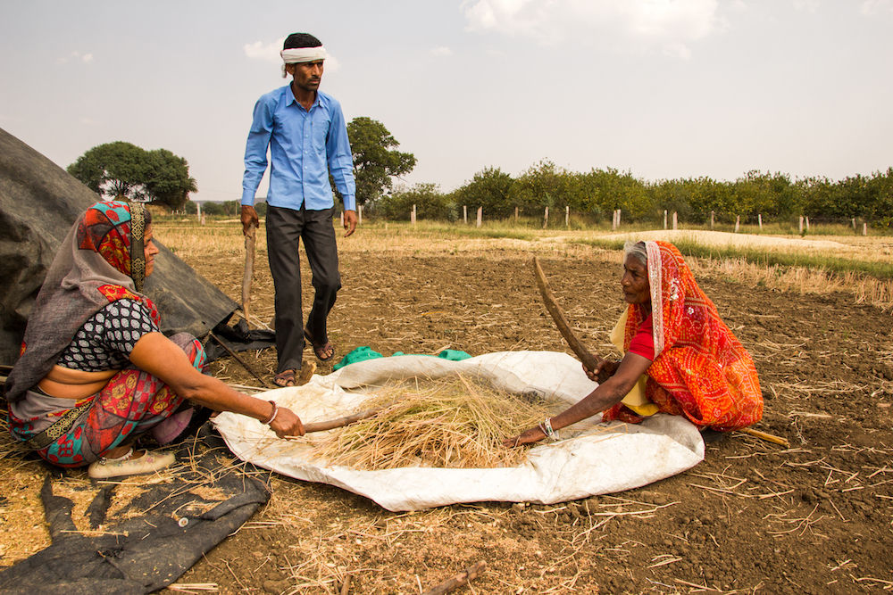 SingleOrigin Coriander Harvest Be Unfiltered