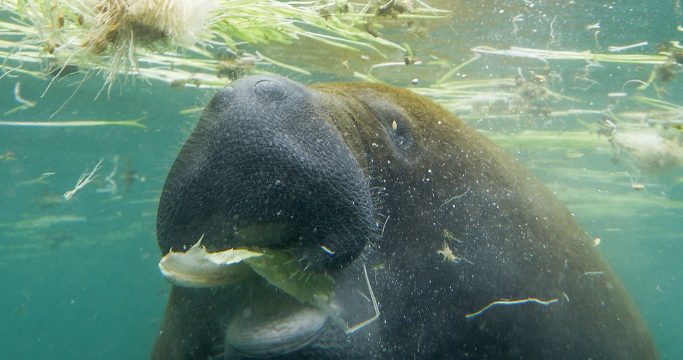 Lamantin en captivité broutant de la salade et des végétaux aquatiques, bouche ouverte.
