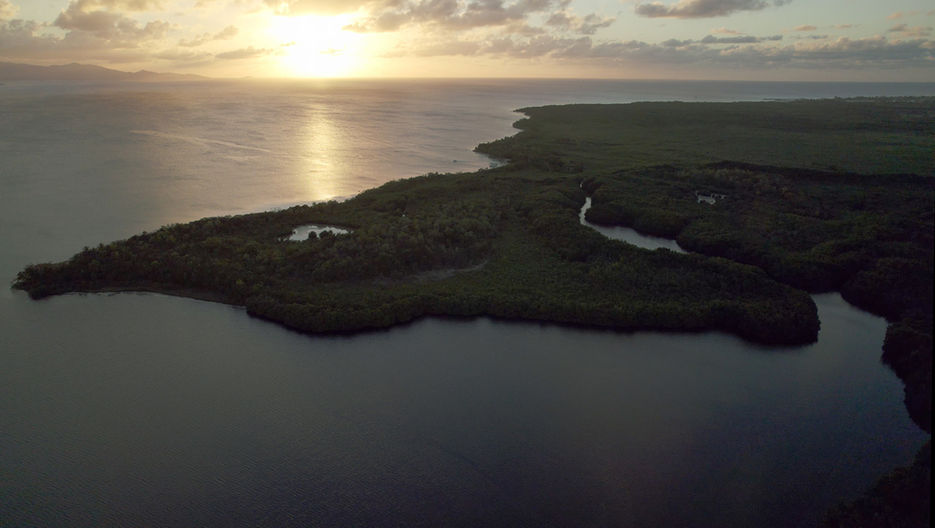 La mangrove de Morne à l'eau en Guadeloupe au couché de soleil et sa biodiversité 