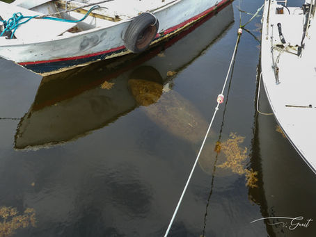 Un lamantin nage entre 2 bateaux en Guadeloupe