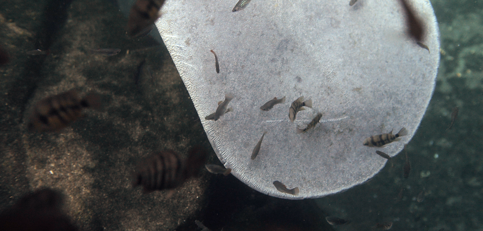 Le lamantin des Antilles : espèce disparue et réintroduite en Guadeloupe – Capture & Release