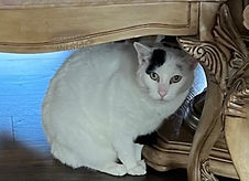 IMG_1290 (1)_edited.jpg