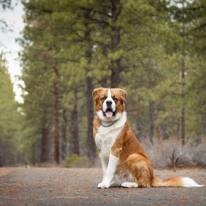 Archie_LR_March 2022 (2).jpg