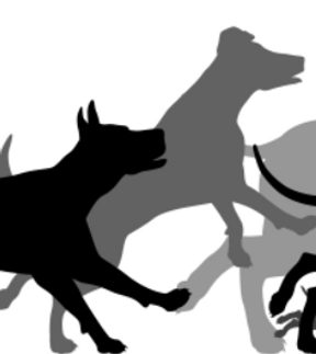 For The Love of Purebred Dogs