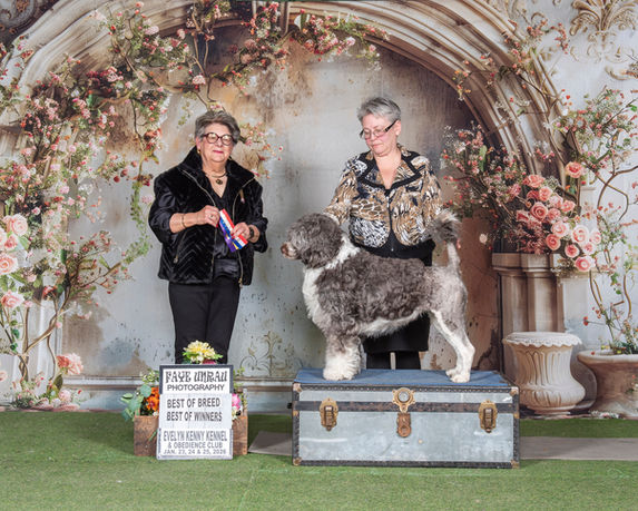 Reya - Best of Breed, Best of Winners