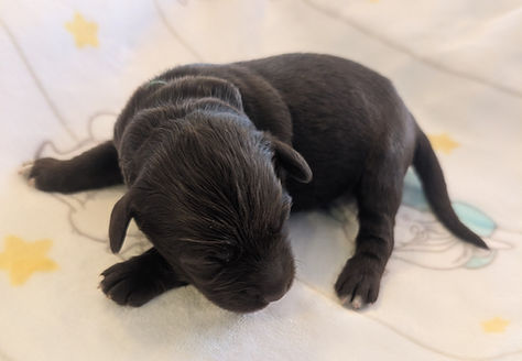 A lively brown Portuguese Water Dog boy with white markings on his chest and paws.