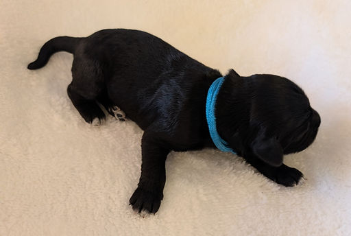 A delightful black Portuguese Water Dog girl with white markings on her chest and paws.
