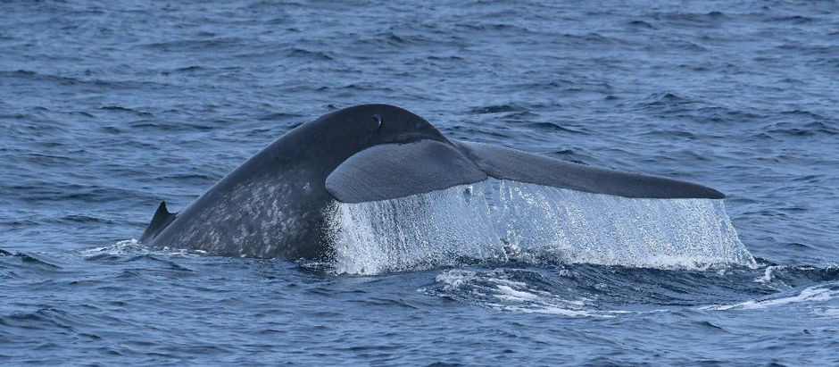 Whale Watching in Sri Lanka with Kids: Our Family Day at Sea