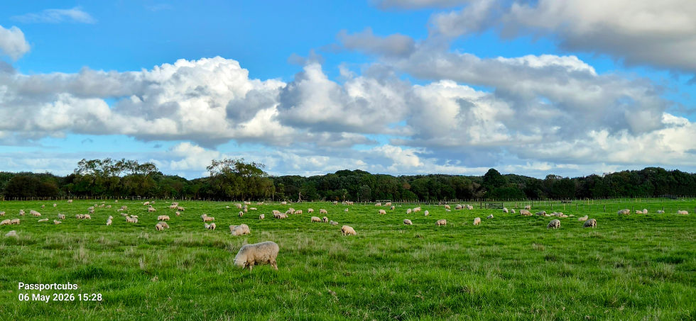 Sheep grazing at Ambury Regional Farm Park Auckland — free things to do near Auckland Airport with kids, North Island New Zealand